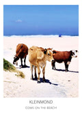 Cows on the beach