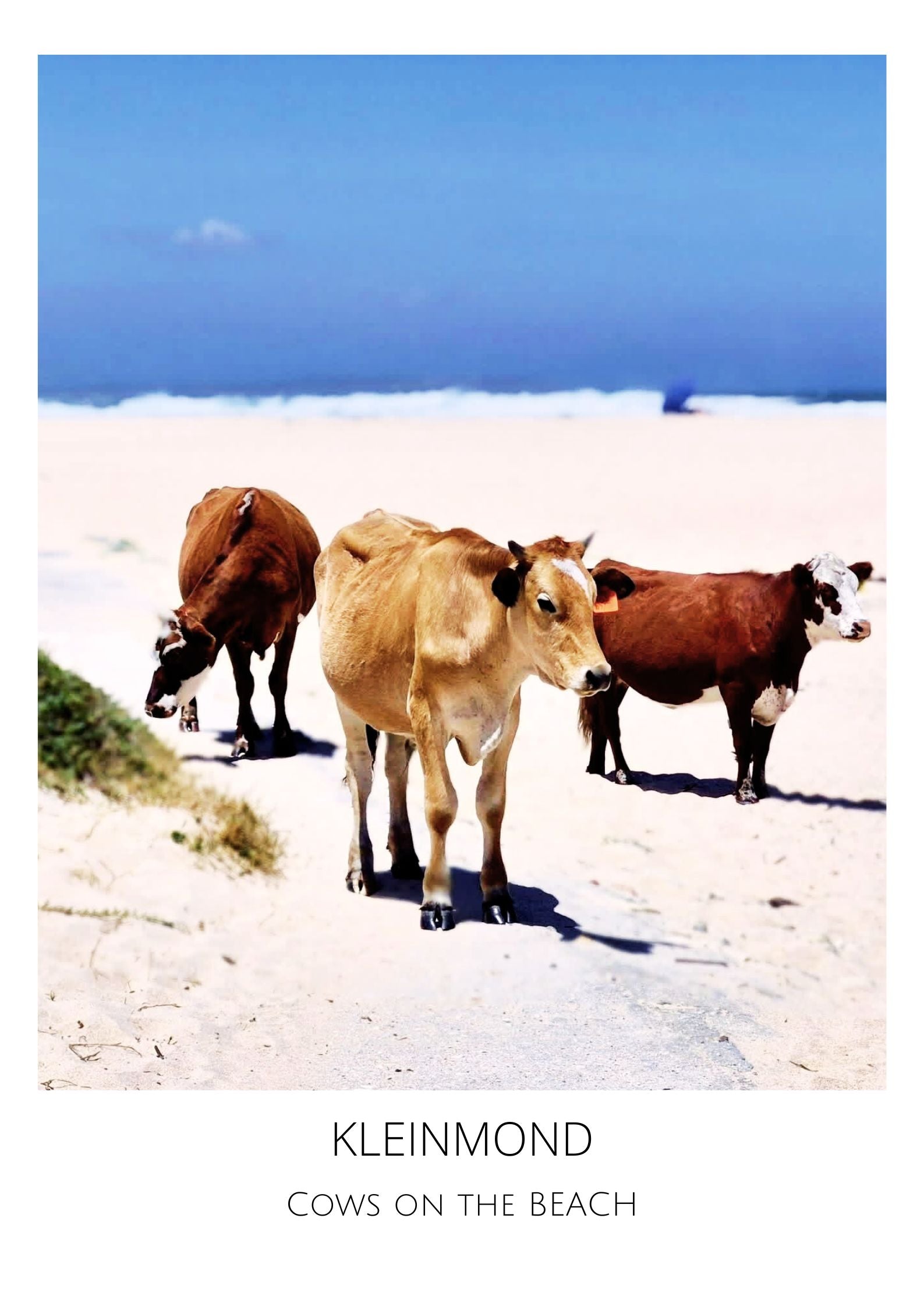Cows on the beach