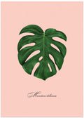 Monstera